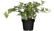 Efeu 'White Ripple'