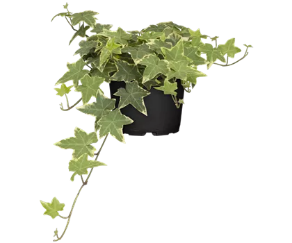 Efeu 'Yellow Ripple'