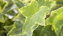 p florida ghost Philodendron 'Florida Ghost' main image 0