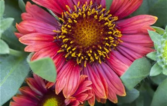 Gaillardia x grandiflor