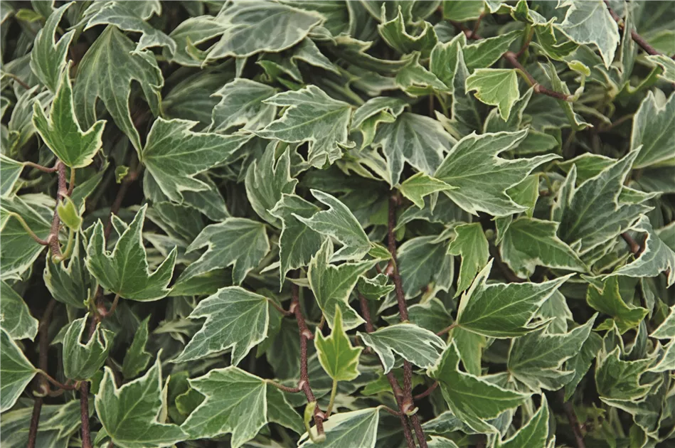 Efeu 'White Ripple'