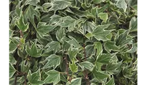 Efeu 'White Ripple'