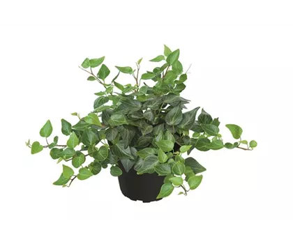 Efeu 'Teardrop'
