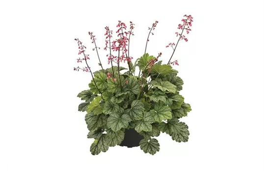 Heuchera "Mint Marquess" Heuchera "Mint Marquess"