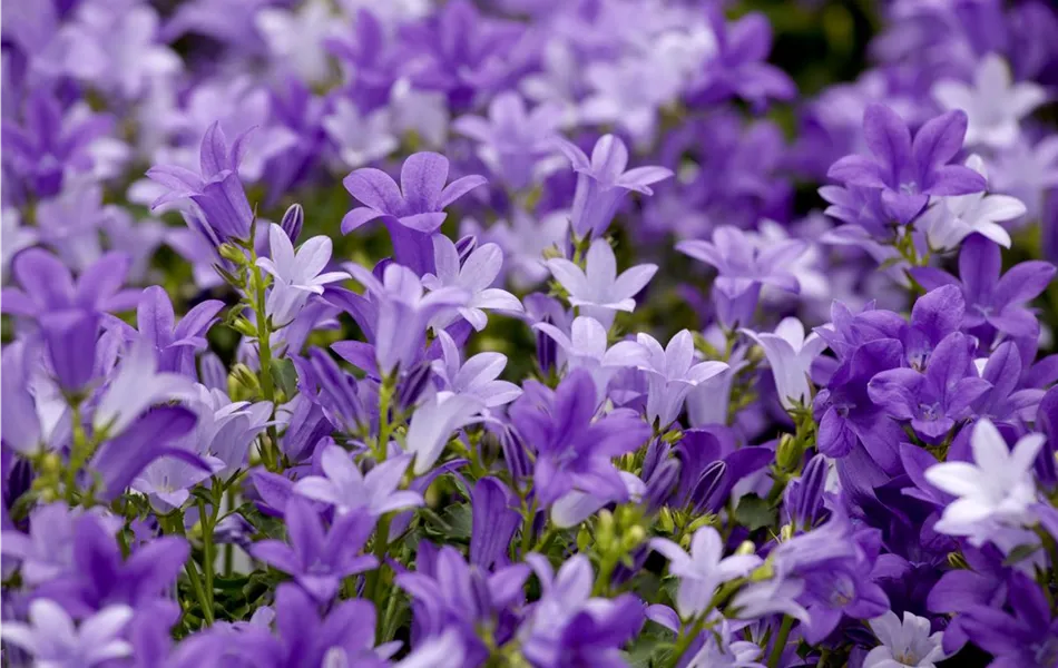 Campanula portenschlagiana