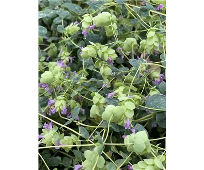 Hopfen-Oregano
