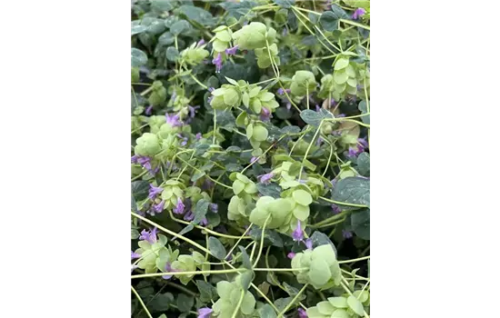 Hopfen-Oregano im Topf