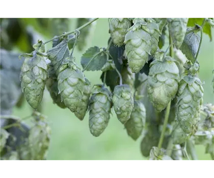 Echter Bier-Hopfen 'Jupiter'  Echter Bier-Hopfen 'Jupiter'