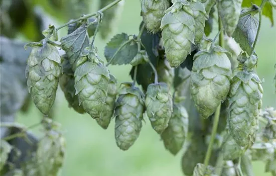 Echter Bier-Hopfen 'Jupiter'  Echter Bier-Hopfen 'Jupiter'