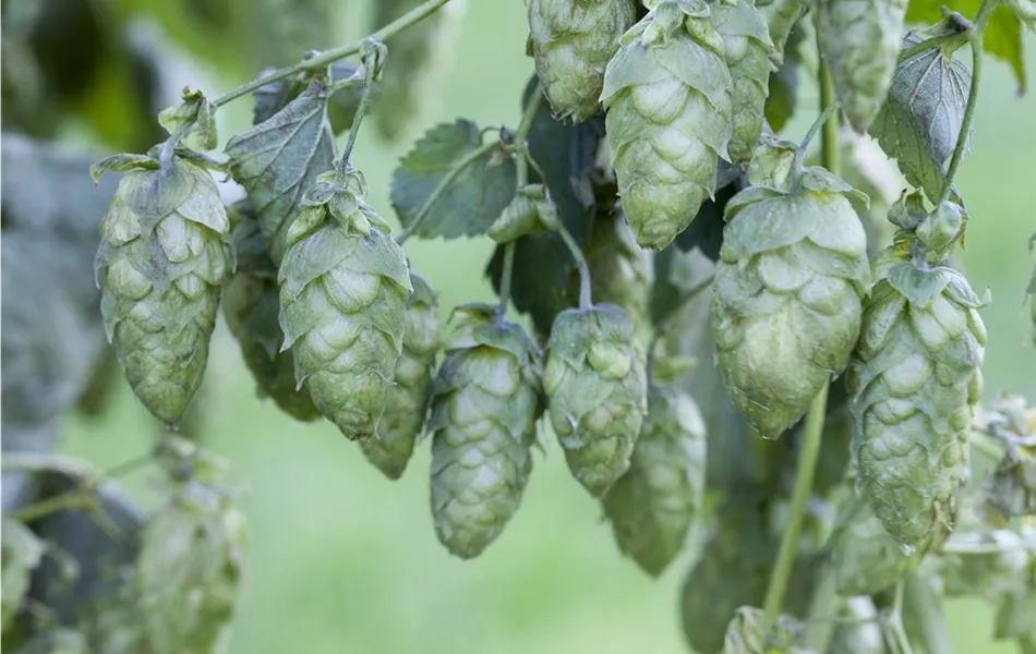 Echter Bier-Hopfen 'Jupiter' 