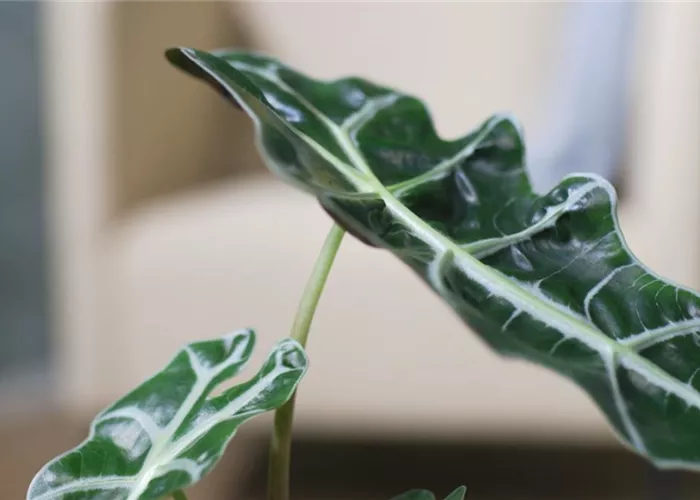 Pfeilblatt- Umtopfen