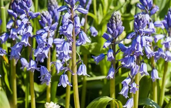 Scilla 'Blue Sky' Scilla 'Blue Sky'