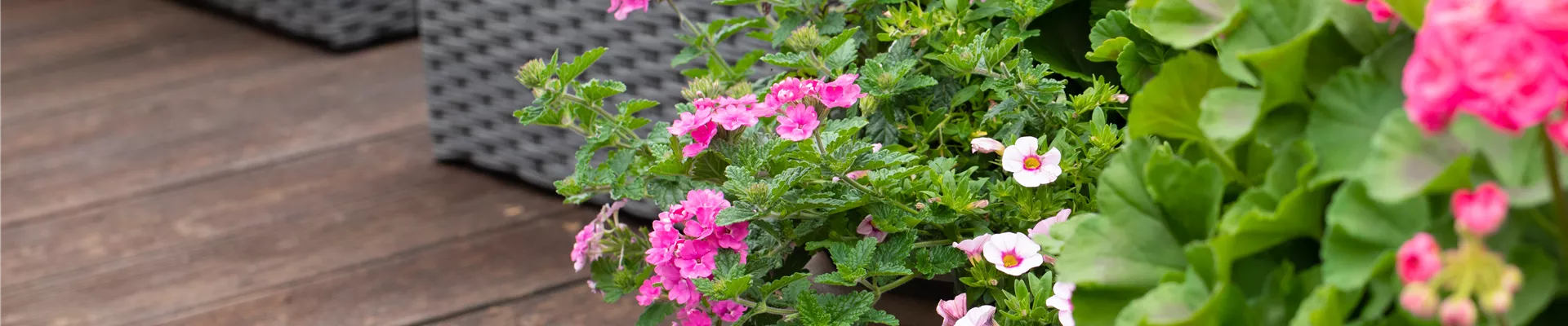 GS625767.jpg GS625767.jpg