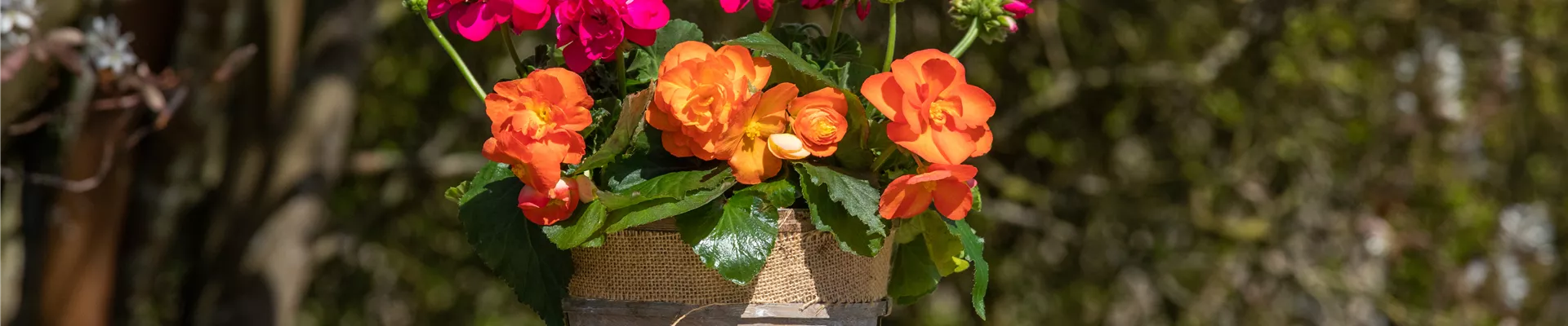 GS712652.jpg GS712652.jpg