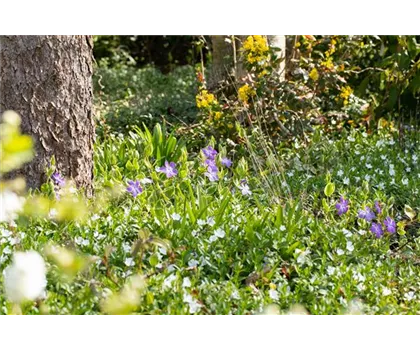 Bodendeckende Stauden für eine flächige Begrünung