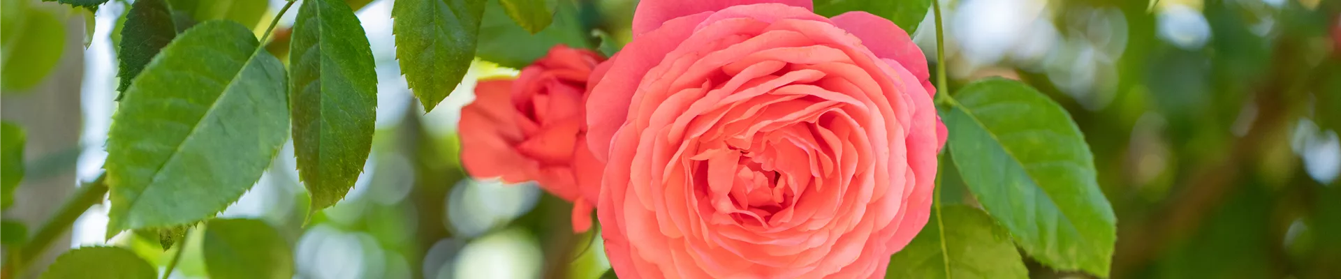 GS672244.jpg GS672244.jpg