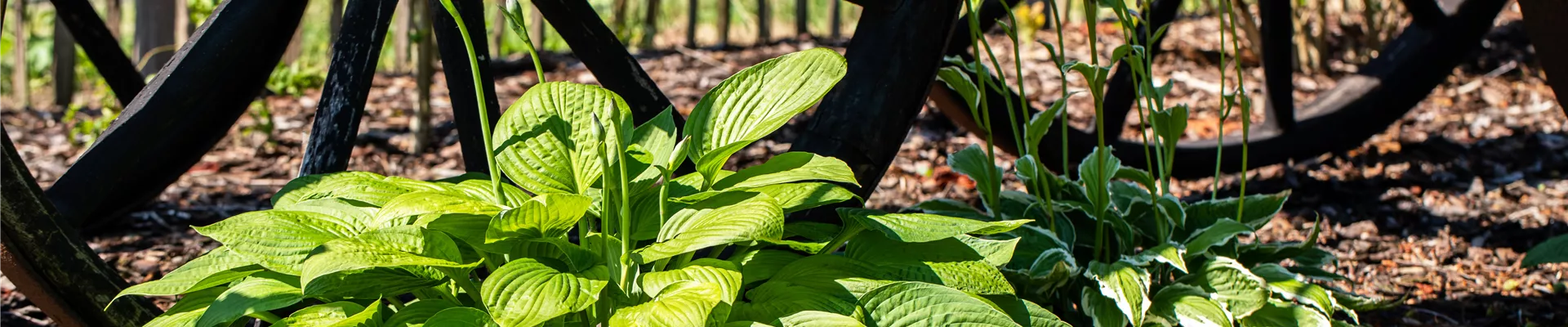 GS668232.jpg GS668232.jpg