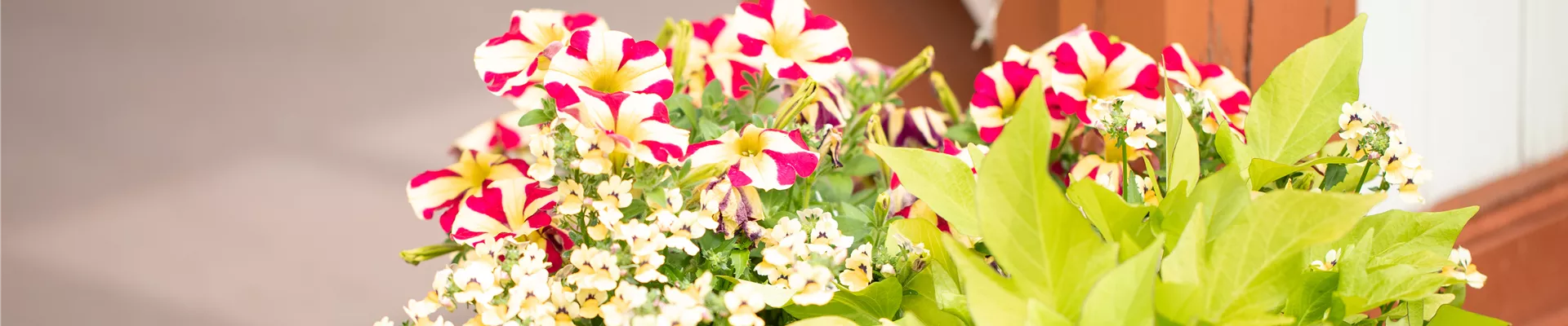 GS653627.jpg GS653627.jpg