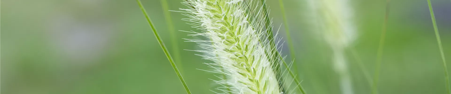 GS595459.jpg GS595459.jpg