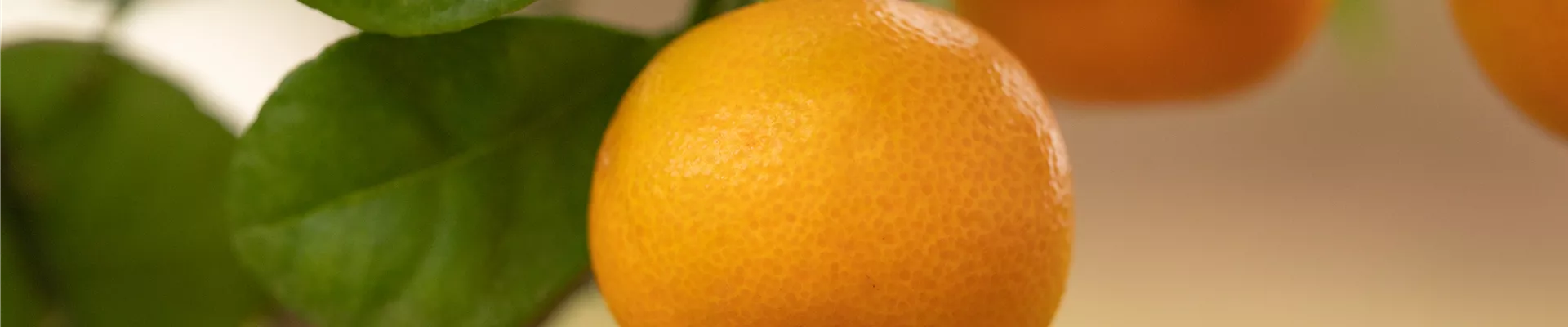 GS656055.jpg GS656055.jpg