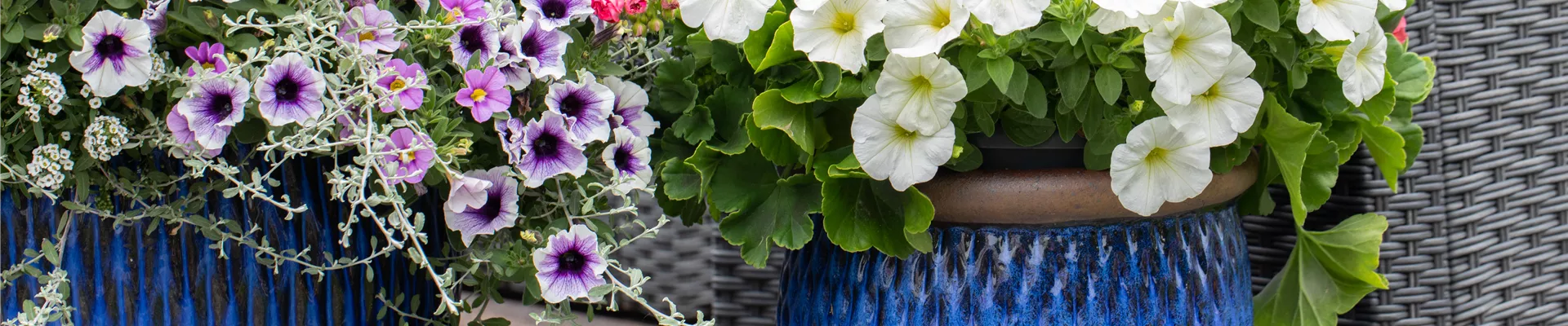 GS625763.jpg GS625763.jpg