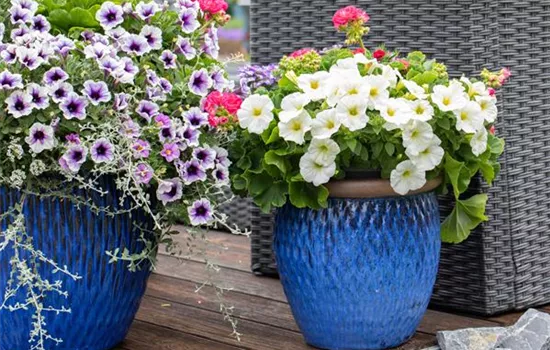 Petunien als beliebte Klassiker für Beet und Balkon Petunien als beliebte Klassiker für Beet und Balkon