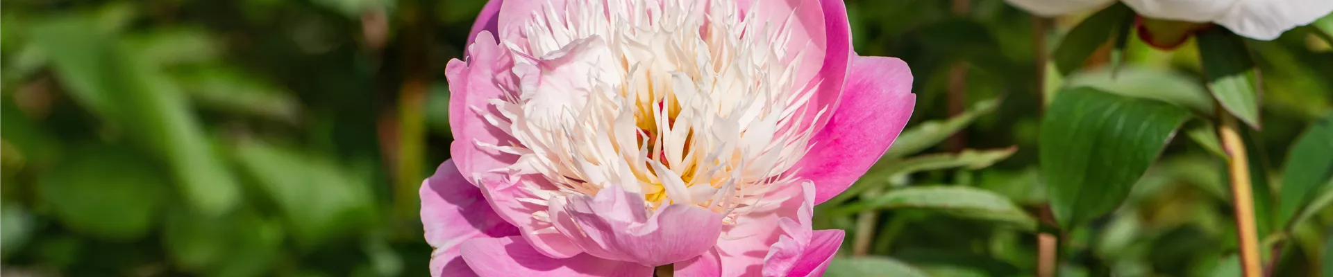 GS714650.jpg GS714650.jpg