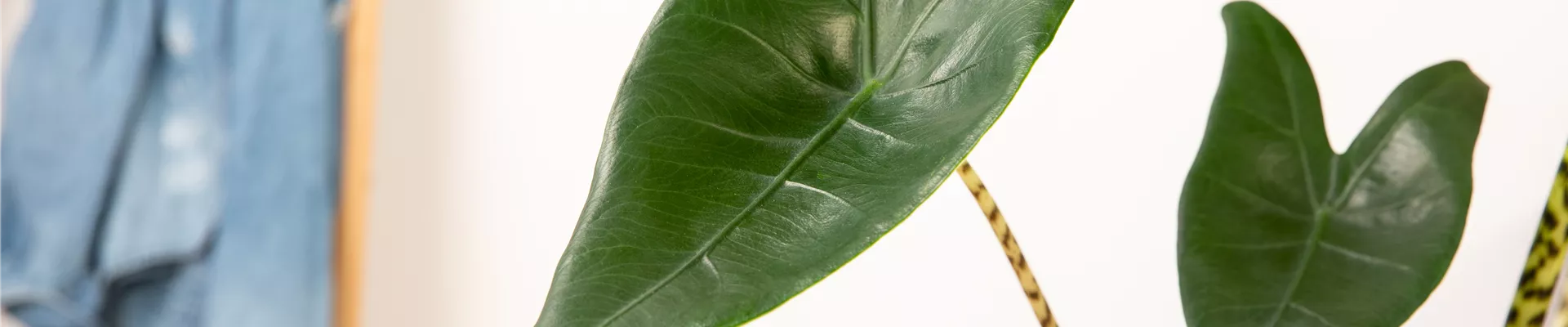 GS638012.jpg GS638012.jpg