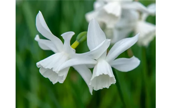 Edelnarzisse 'Thalia' Edelnarzisse 'Thalia'