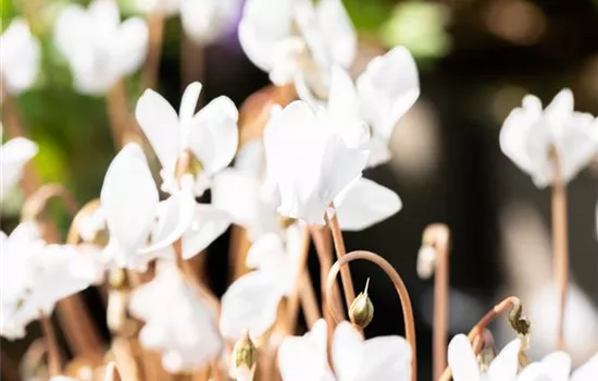 Herbst-Alpenveilchen 'Amaze Me White', winterhart Herbst-Alpenveilchen 'Amaze Me White', winterhart