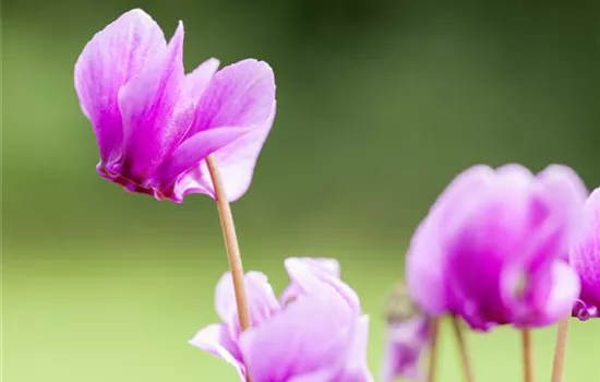 Herbst-Alpenveilchen 'Amaze Me Pink', winterhart