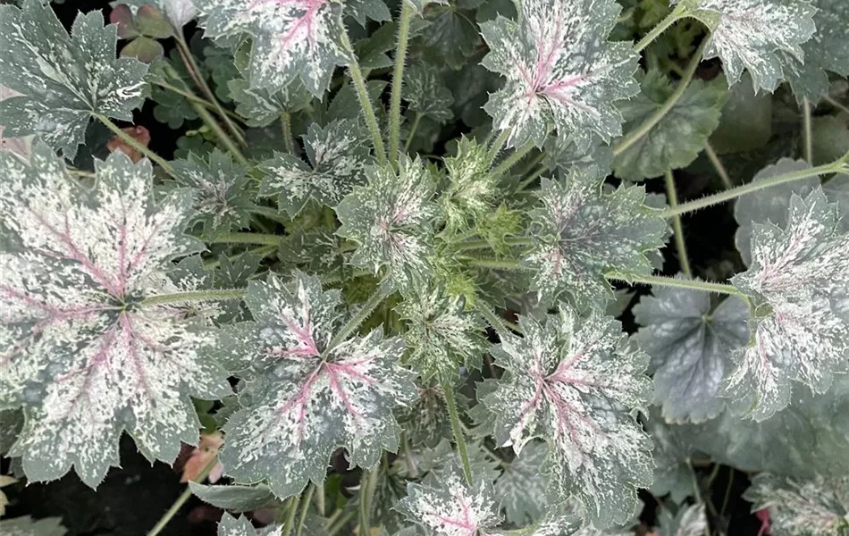Heuchera "Dew Drops" Heuchera "Dew Drops"