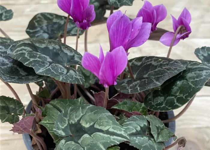 Herbst-Alpenveilchen 'Amaze Me Pink' im Topf