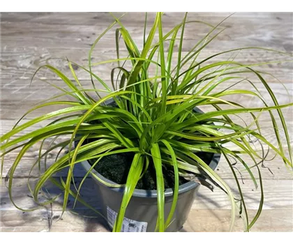 Carex oshimensis 'Everillo' Carex oshimensis 'Everillo'