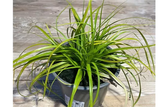 Carex oshimensis 'Everillo'