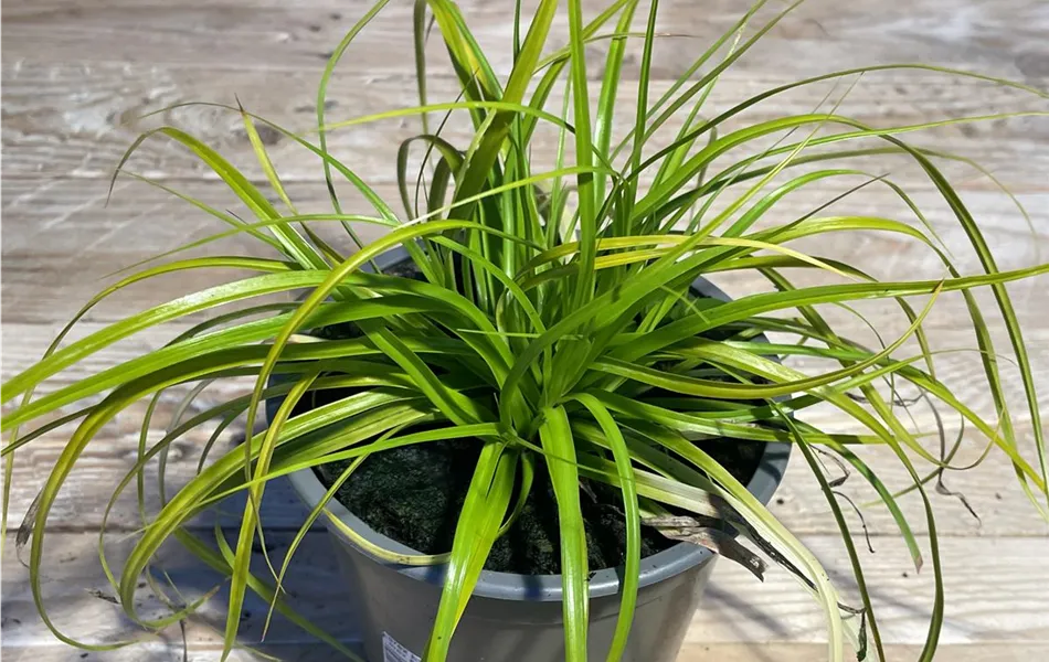 Carex oshimensis 'Everillo'