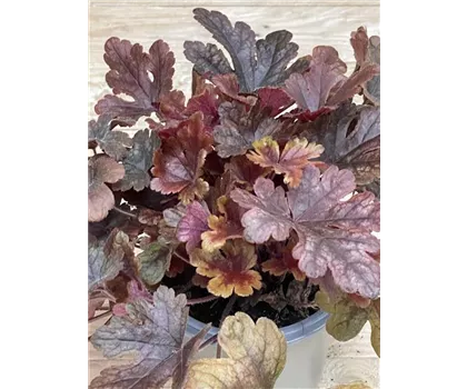 Heuchera 'Buttered Rum'
