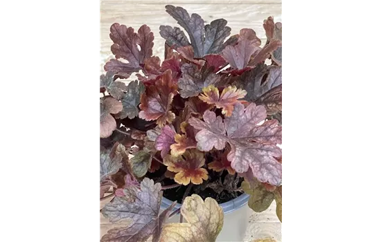 Heuchera 'Buttered Rum' Heuchera 'Buttered Rum'