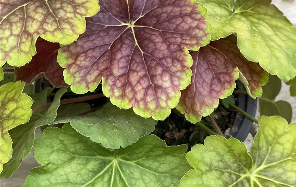 Heuchera 'Delta Dawn'