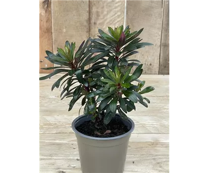 Euphorbia x martinii 'Ruby Glow'