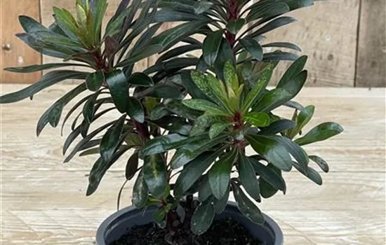 Euphorbia x martinii 'Ruby Glow' Euphorbia x martinii 'Ruby Glow'
