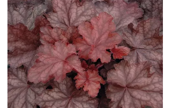 Heuchera 'Fire Chief' Heuchera 'Fire Chief'