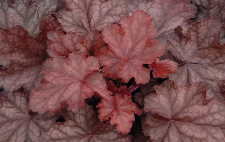 Heuchera 'Fire Chief'