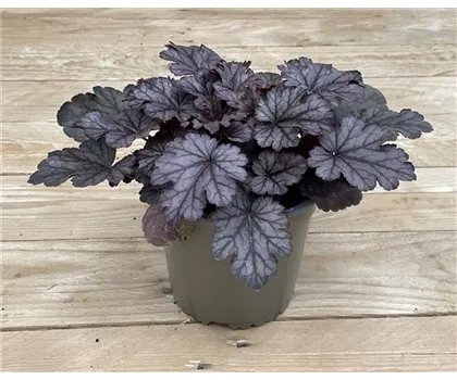 Heuchera 'Milan'