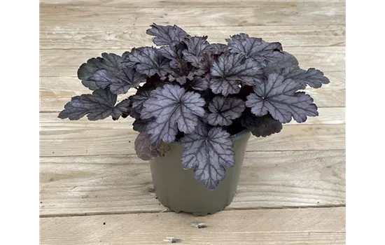 Heuchera 'Milan' Heuchera 'Milan'
