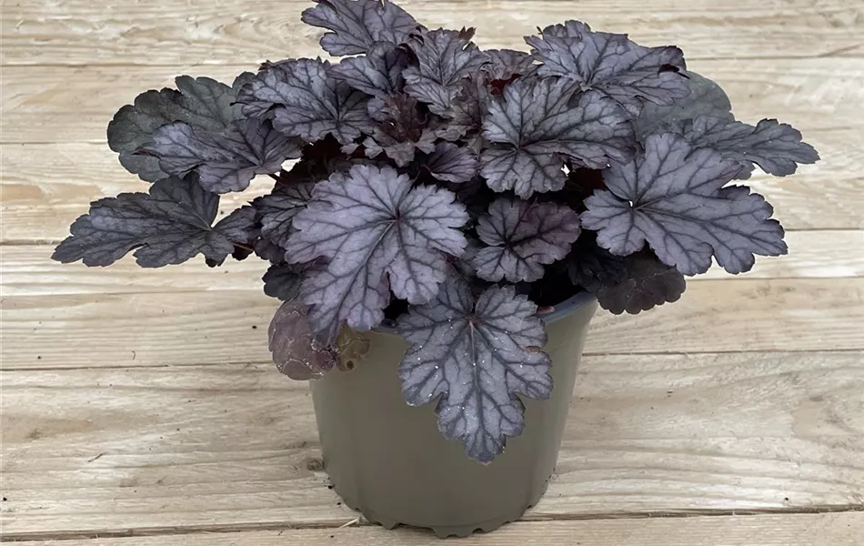 Heuchera 'Milan'