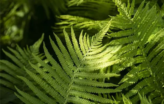 Rotschleierfarn 'Autumn' Rotschleierfarn 'Autumn'