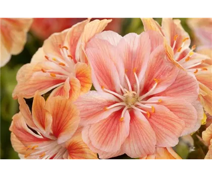 Lewisia cotyledo, apricot Lewisia cotyledo, apricot