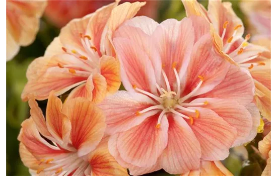 Lewisia cotyledo, apricot Lewisia cotyledo, apricot