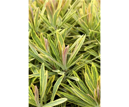 Euphorbia polychroma 'Ascot Rainbow'